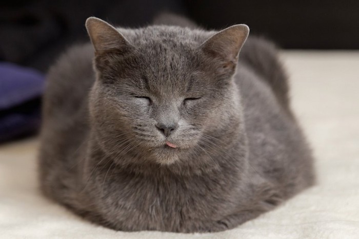 香箱座りをして眠るグレーの猫