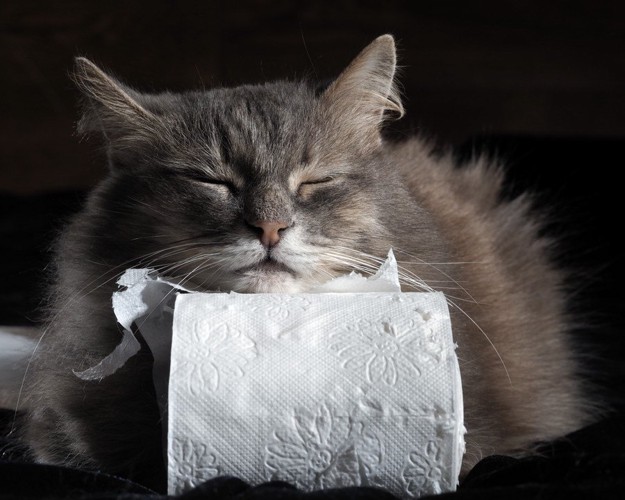 トイレットペーパーを枕にする猫
