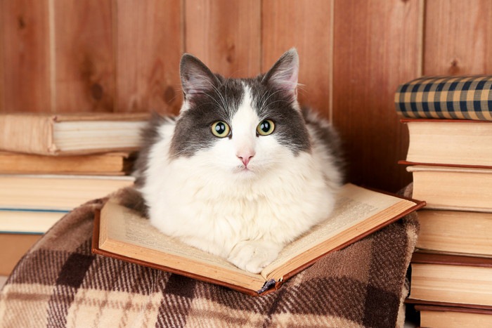 開いた本の上にいる猫