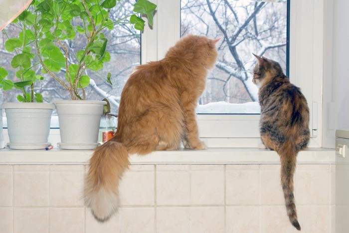 窓の外を見る猫達