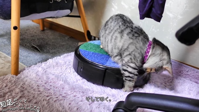 ロボット掃除機の下に前足の伸ばす猫