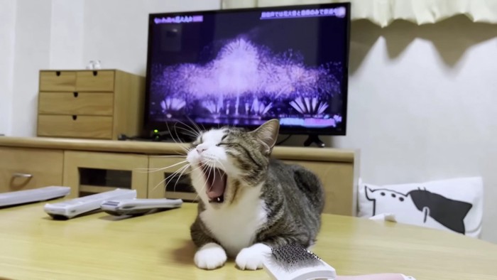 テレビの花火とあくびする猫