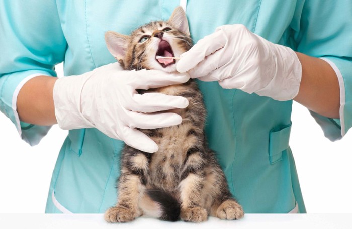 獣医と猫の歯