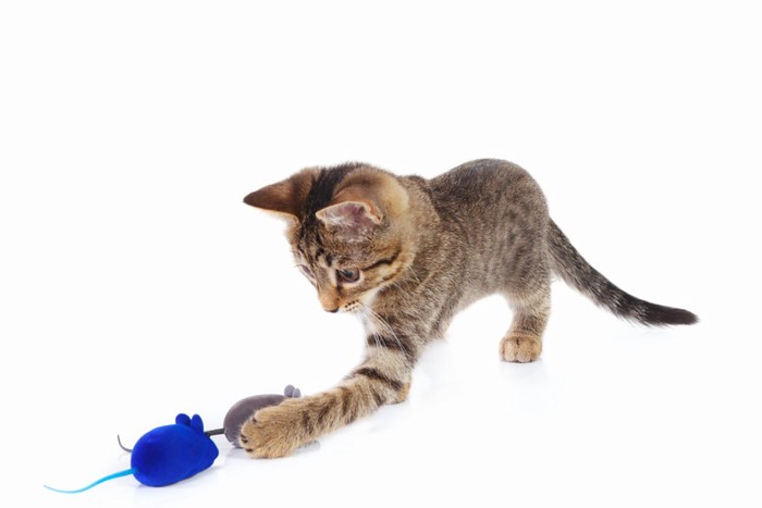 ねずみのおもちゃで遊んでいる猫