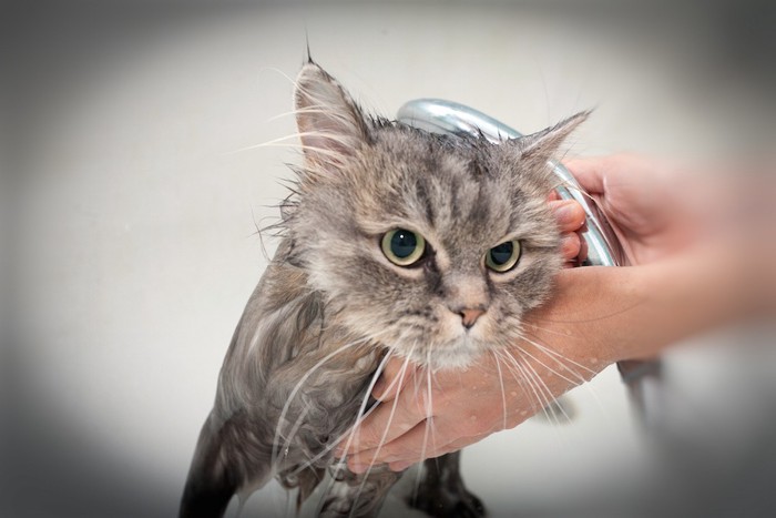 シャワーされて不機嫌な猫
