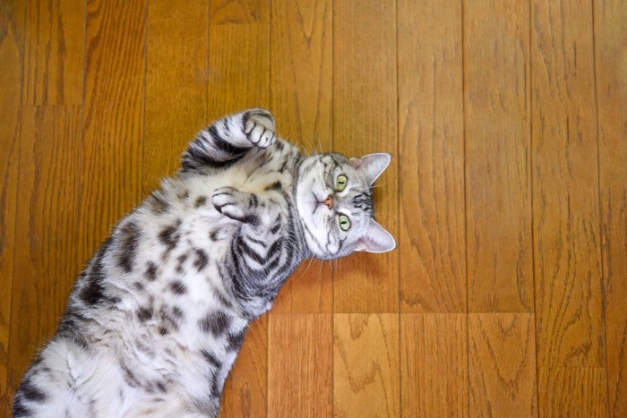 床の上で仰向けになりこちらを見上げる猫