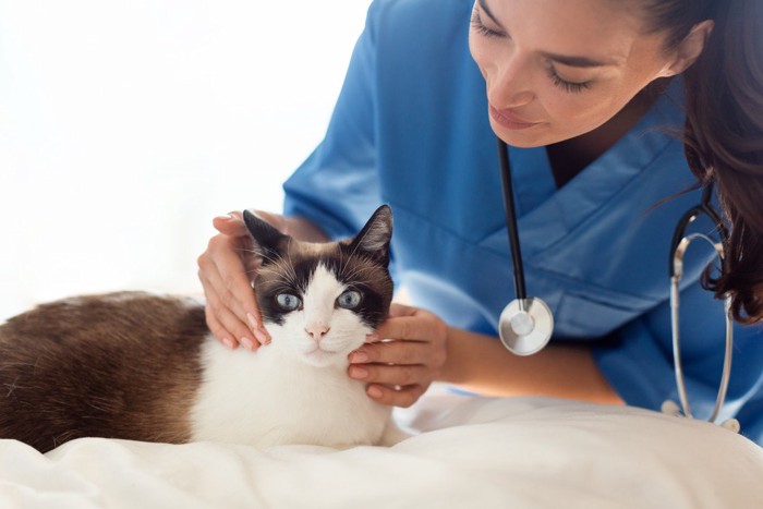 動物病院で診察を受ける猫