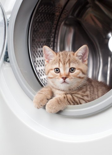 芸人がメロメロの洗濯機の中の猫