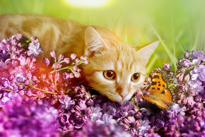 花畑にいる猫と蝶