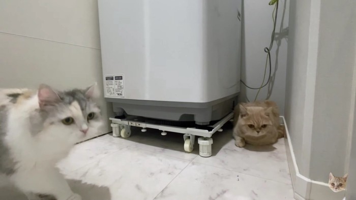 洗濯機の両脇に猫