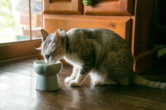 食事中の猫