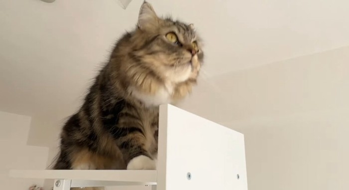 キャットタワーの上の猫