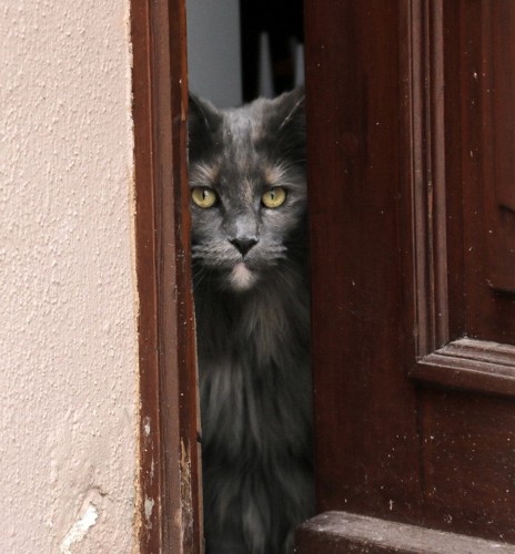ドアからのぞく猫