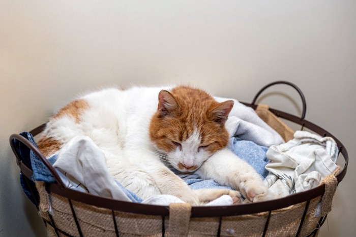 洗濯物の上で眠る猫