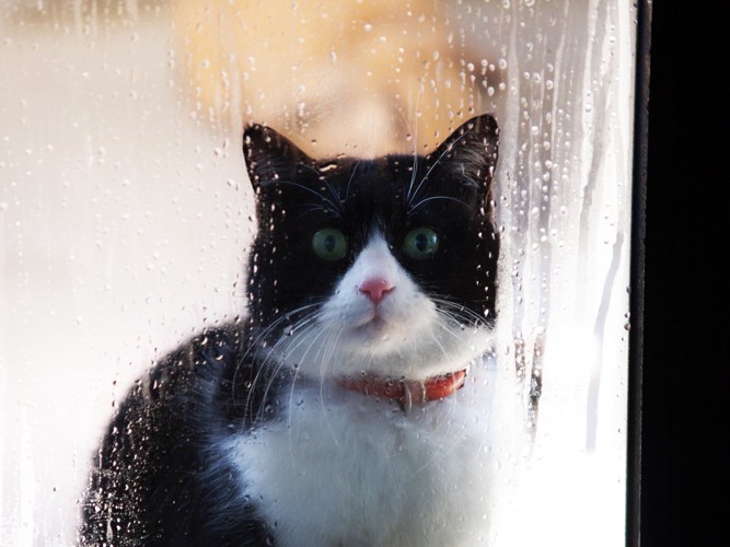 雨が降る外を眺める猫