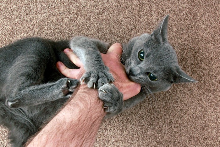 手にかみつき爪を立てる猫