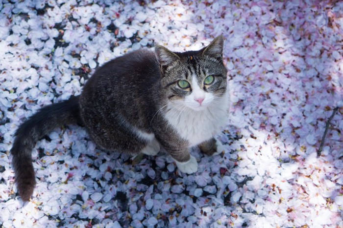 舞い落ちた桜の花びらの上に座る猫