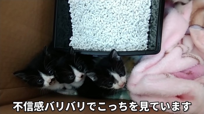 見上げる3匹の子猫