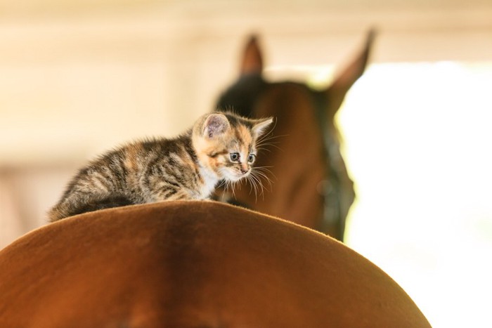 大きな馬の背中に乗る子猫
