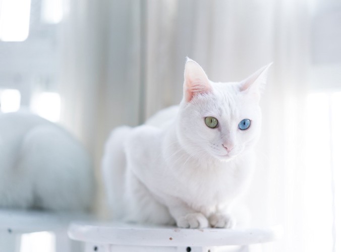 窓辺の白猫