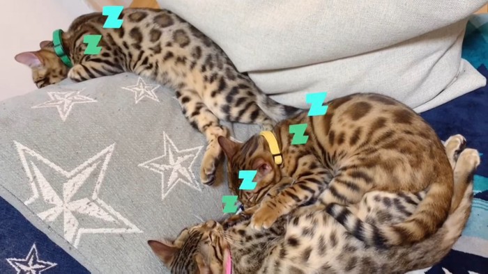 寝ている3匹の子猫