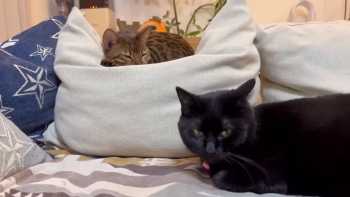 クッションの上で寝る猫と黒猫