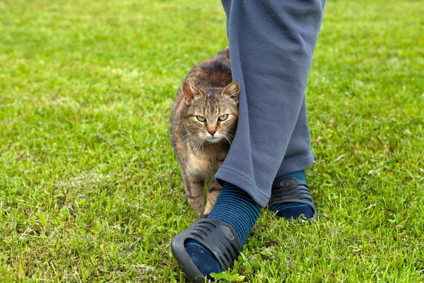 青いズボンの人の足にすり寄る猫