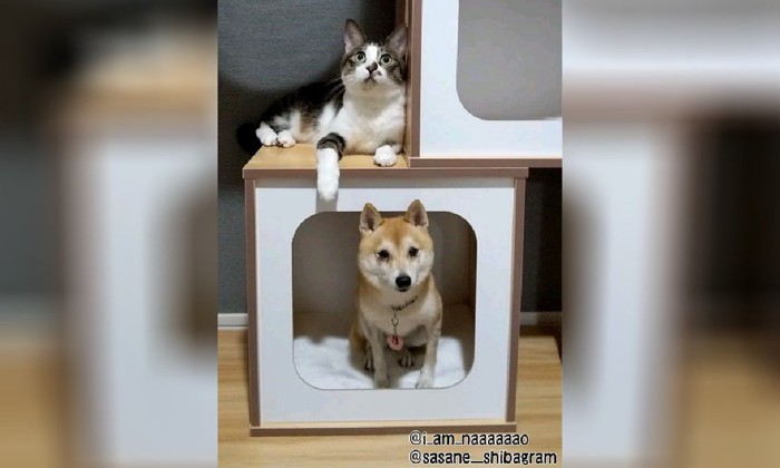 キャットタワーにいる犬と猫