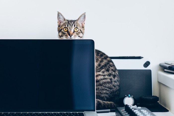 パソコンの裏に座っている猫