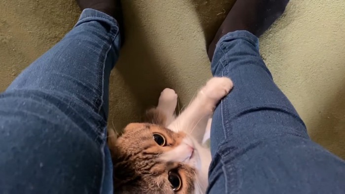 飼い主さんの後ろから足に抱きつく猫