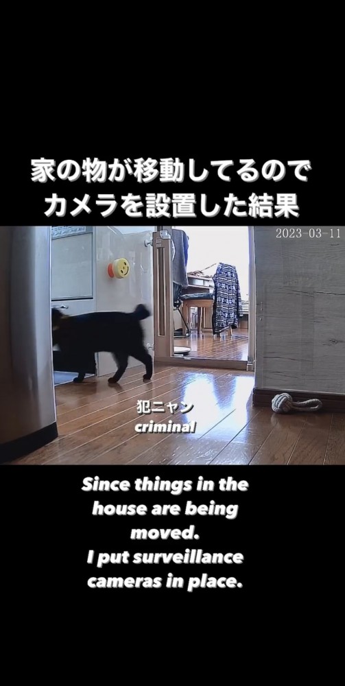 部屋を歩く黒猫