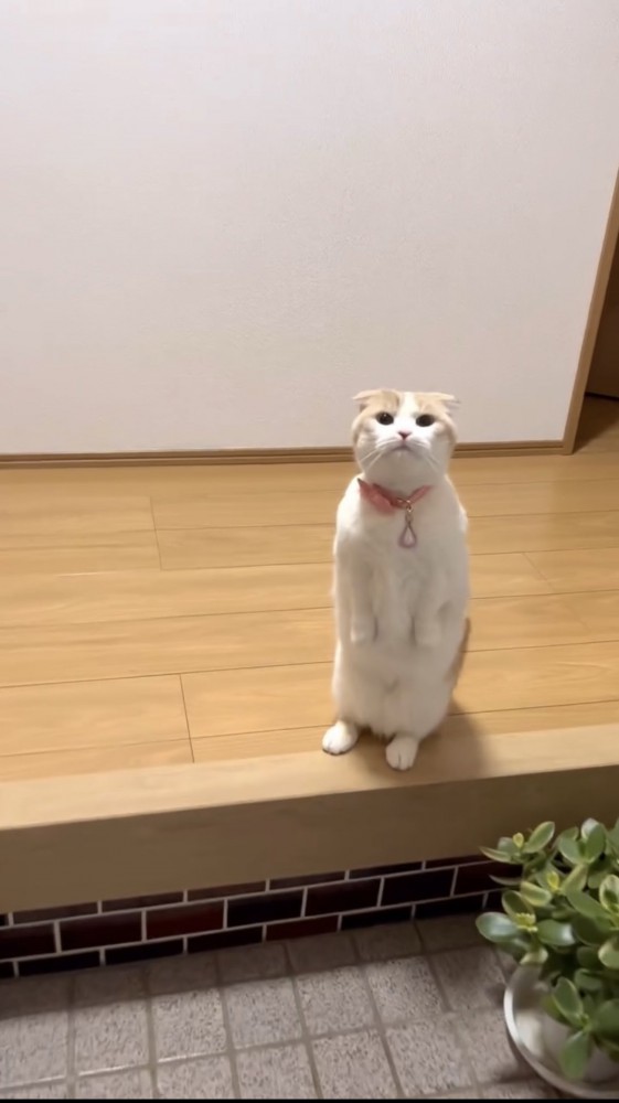 玄関で立つ猫