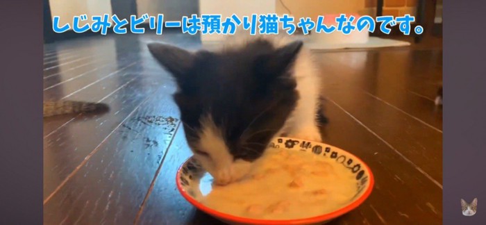 預かり猫がご飯を食べている写真