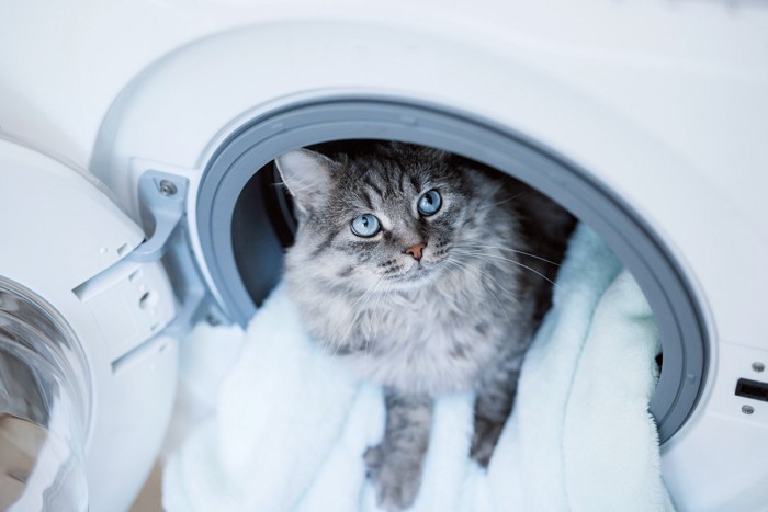 洗濯物のタオルで遊ぶ猫