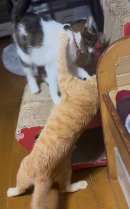 戦う2匹の猫2