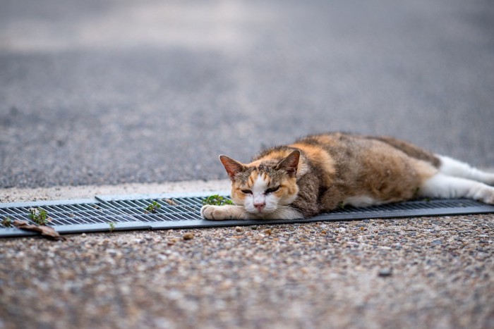道で横になって休む猫