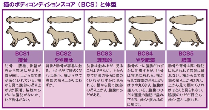 猫のボディコンディションスコア （ＢＣＳ） と体型
