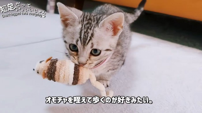 おもちゃをくえる子猫