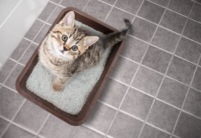 トイレしている猫