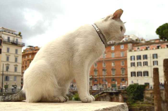 ローマの街並みと猫