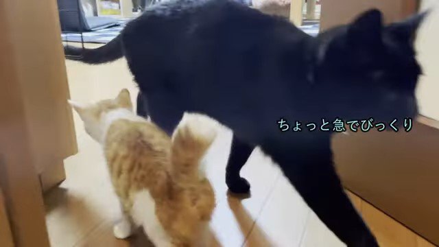 すれ違う子猫と黒猫