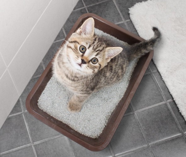 トイレの床に座って見上げる子猫