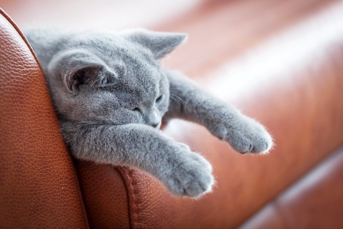 茶色のソファで寝る猫