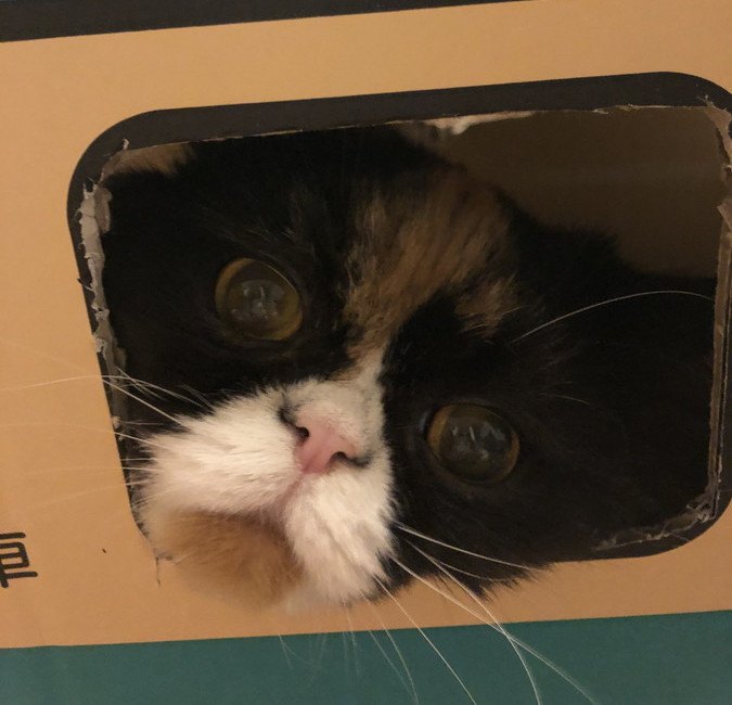 箱から覗く猫