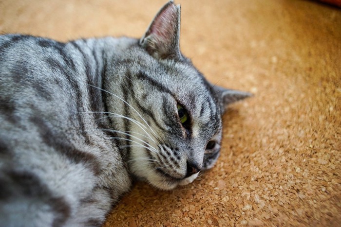 コルクの床に寝そべる猫の顔