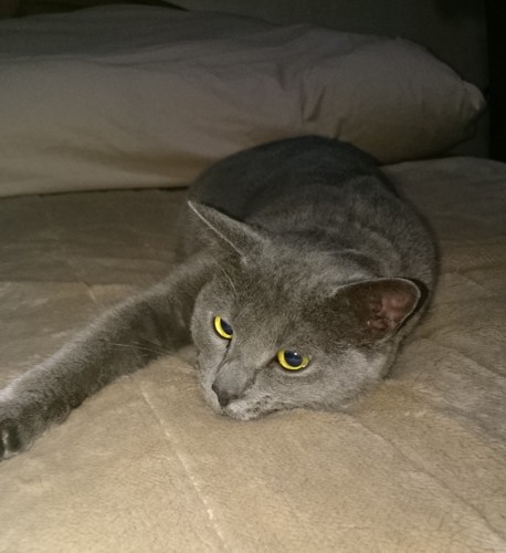 寝転がる灰色の猫