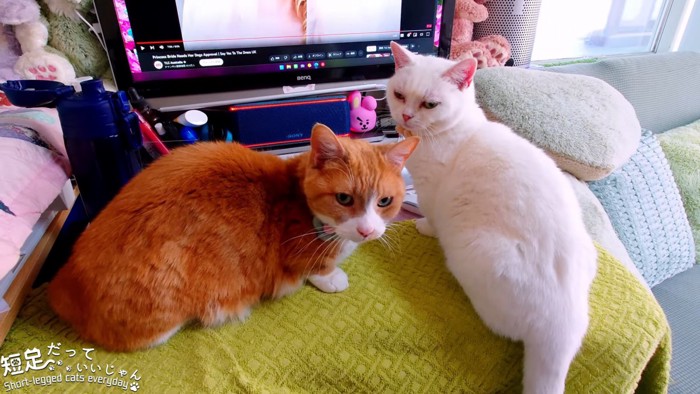 PCの前にいる2匹の猫