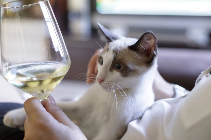 白ワインのグラスと猫