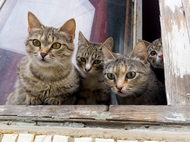 窓から見つめる4匹の猫