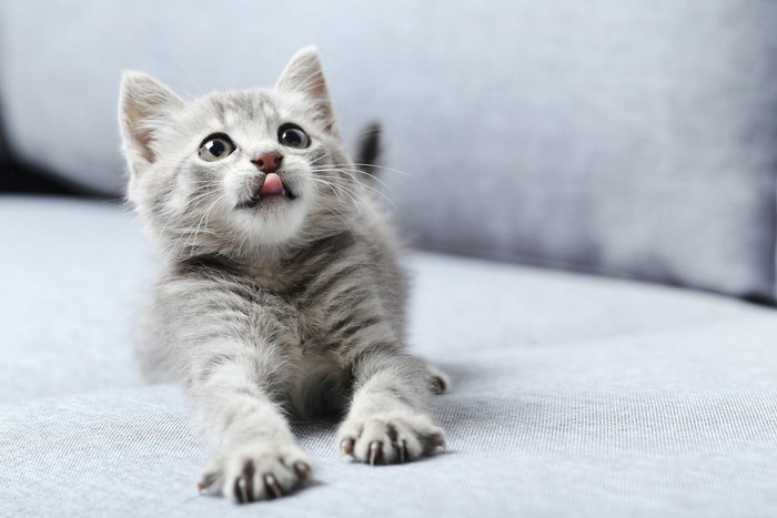 ソファーの上で舌を出して見上げる子猫